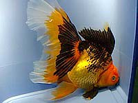 золотая рыбка, оранда, фото, фотография