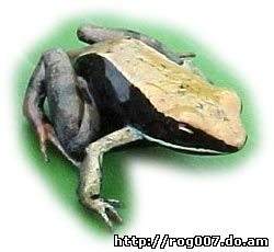 бронзовая мантелла, коричневая мантелла (Mantella betsileo), фото, фотография