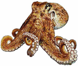 осьминог обыкновенный, cпрут, спрут обыкновенный, обыкновенный атлантический осьминог, европейский осьминог (Octopus vulgaris), фото фотография, головоногие моллюски беспозвоночные