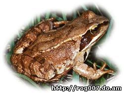 травяная лягушка, обыкновенная лягушка, европейская лягушка (Rana temporaria), фото, фотография