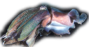 каракатица, гигантская каракатица, каракатица гигантская, австралийская гигантская каракатица (Sepia apama), фото фотография, моллюски беспозвоночные