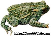 камышовая жаба, жаба камышовая (Bufo calamita), фото, фотография
