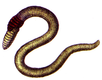 Дравида Гилярова (Drawida ghilarovi), рисунок картинка, дождевые черви малощетинковые беспозвоночные