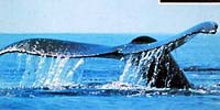Усатые киты