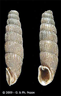 Acrotoma narzanensis, фото фотография, улитки, моллюски, беспозвоночные