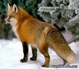 обыкновенная лисица, рыжая лисица, лиса (Vulpes vulpes), фото, фотография