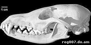 череп обыкновенной лисицы, череп рыже лисицы, лисы (Vulpes vulpes), фото, фотография