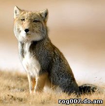 тибетская лисица (Vulpes ferrilata), фото, фотография