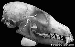 череп американской лисици, череп американского корсака (Vulpes velox), фото, фотография