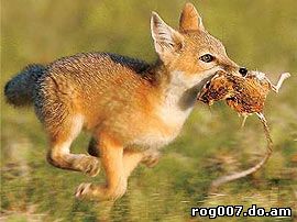 американская лисица, американский корсак (Vulpes velox), фото, фотография
