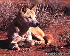 динго, австралийская дикая собака динго (Canis dingo), фото, фотография