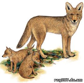 койот, луговой волк (Canis latrans), рисунок