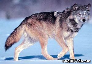 волк, серый волк, обыкновенный волк (Canis lupus), фото, фотография