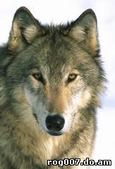 серый волк, волк (Canis lupus), фото, фотография