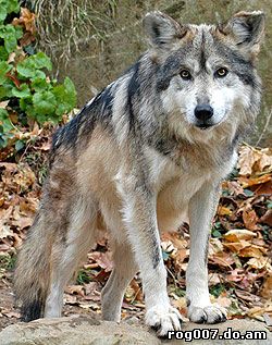 мексиканский волк (Canis lupus baileyi), фото, фотография
