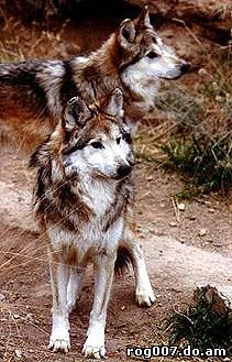 волк мексиканский (Canis lupus baileyi), фото, фотография