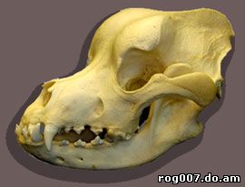 череп чепрачного шакала (Canis mesomelas), фото, фотография