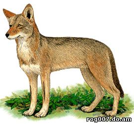 рыжий волк, красный волк (Canis rufus), рисунок