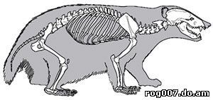 скелет барсука (Meles meles), фотография, фото с http://archeozoo.org