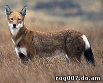 эфиопский волк, красный шакал (Canis simensis), фото, фотография с