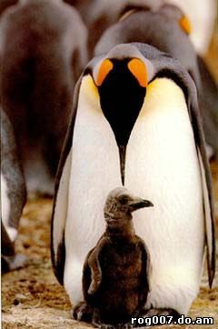 императорский пингвин, пингвин императорский (Aptenodytes forsteri), фото, фотография