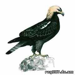 орел-могильник, могильник (Aquila heliaca), рисунок картинка