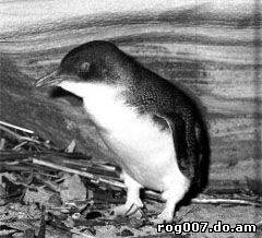 малый пингвин, пингвин малый (Eudyptula minor), фото, фотография