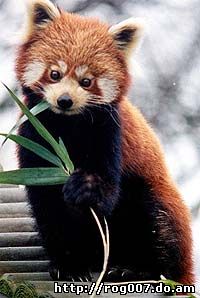 малая панда, красная панда (Ailurus fulgens), фото, фотография