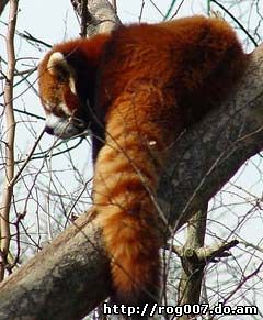 красная панда, малая панда (Ailurus fulgens), фото, фотография