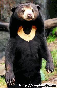 малайский медведь, бируанг, медовый медведь, солнечный медведь (Helarctos malayanus), фото, фотография