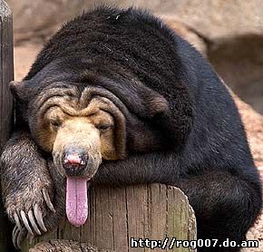 бируанг, малайский медведь, медовый медведь, солнечный медведь (Helarctos malayanus), фото, фотография