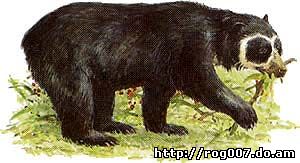 очковый медведь, коротколицый медведь (Tremarctos ornatus), фото, фотография