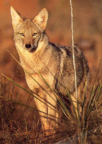 койот (Canis latrans), фото, фотография