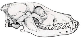 череп койота (Canis latrans), рисунок