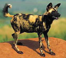 гиеновая собака, гиеновидная собака, африканская дикая собака (Lycaon pictus), фото, фотография
