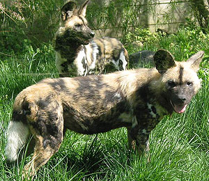 гиеновидная собака, гиеновая собака (Lycaon pictus), фото, фотография