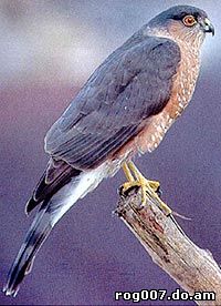 полосатый ястреб, ястреб полосатый (Accipiter striatus), фото, фотография birds=