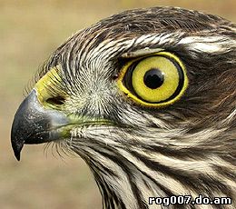 голова ястреба-перепелятника (Accipiter nisus), фото, фотография 