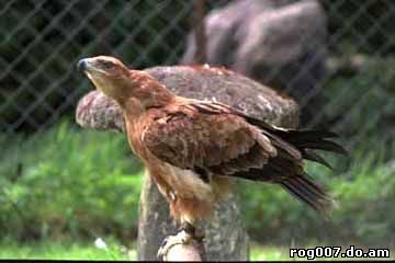 степной орел, орел степной (Aquila rapax), фото, фотография