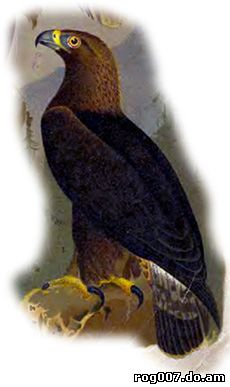 беркут, орел-беркут (Aquila chrysaetos), картинка, рисунок
