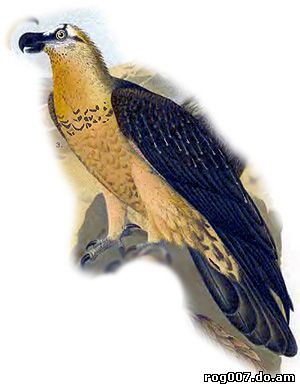бородач, или ягнятник (Gypaetus barbatus), рисунок картинка
