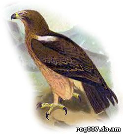 Орел-карлик (Aquila pennata), рисунок картинка