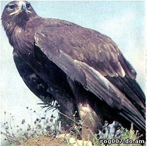 степной орел (Aquila rapax), фото фотография с 