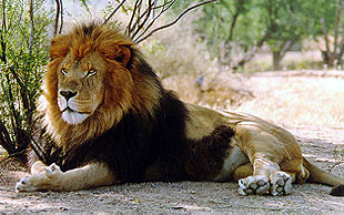 лев (Panthera leo), фото, фотография с