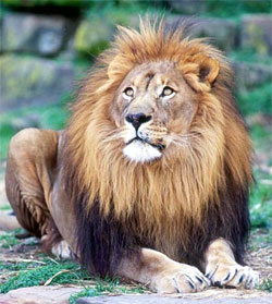 лев (Panthera leo), фото, фотография с http://ryanphotographic.com