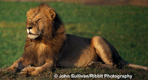 лев (Panthera leo), фото, фотография с
