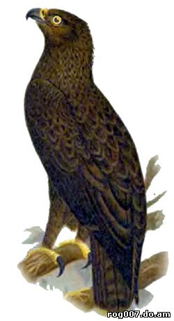Малый подорлик (Aquila pomarina) подорлик малый, рисунок картинка, хищные птицы