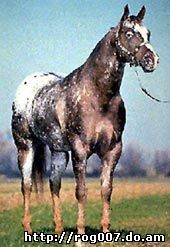 аппалуза, аппалузская лошадь, фото, фотография