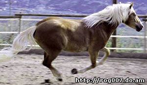 авелинская лошадь, авелинская порода лошадей, фото, фотография