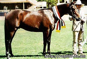 австралийская пастушья лошадь, уолер, waler, породы лошадей, фото, фотография
